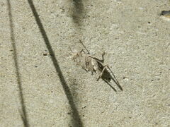 Dissosteira carolina