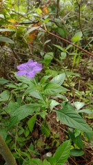 Ruellia lactea