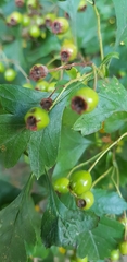 Crataegus monogyna