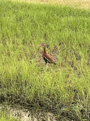 Dendrocygna autumnalis