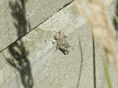 Dissosteira carolina