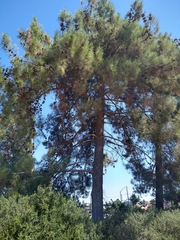 Pinus halepensis
