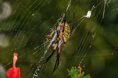 Argiope aurantia