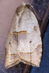 Coelostathma discopunctana