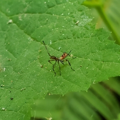 Zelus renardii