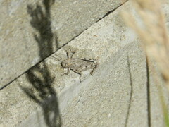 Dissosteira carolina