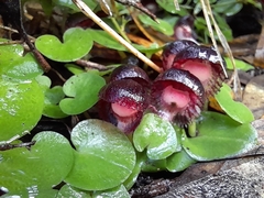 Corybas diemenicus