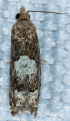 Eucosma parmatana