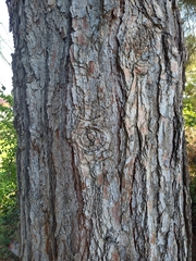 Pinus halepensis