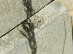 Dissosteira carolina