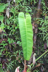 Philodendron