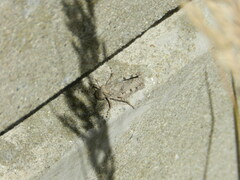 Dissosteira carolina