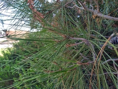 Pinus halepensis