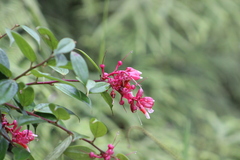 Cavendishia bracteata