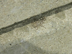 Dissosteira carolina