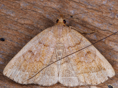Zanclognatha jacchusalis