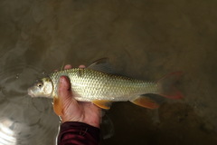 Moxostoma macrolepidotum