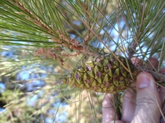 Pinus halepensis