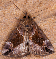 Hypena manalis