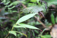 Columnea