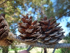 Pinus halepensis