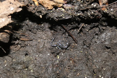 Ambystoma laterale