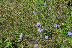 Cichorium intybus