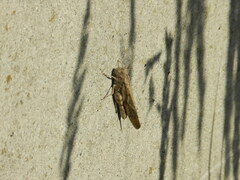 Dissosteira carolina