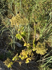 Angelica lucida
