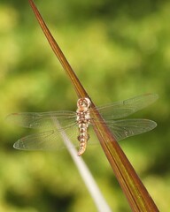 Pantala hymenaea