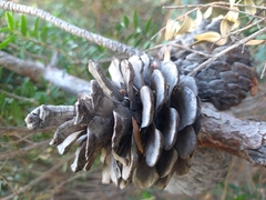 Pinus halepensis