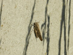 Dissosteira carolina