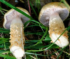 Cortinarius triumphans