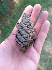 Pinus halepensis