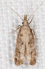 Dichomeris inversella