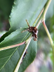 Limenitis