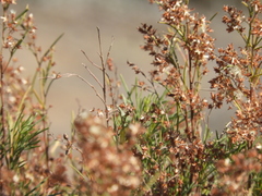 Acanthostyles buniifolius