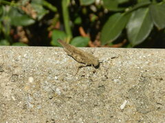 Dissosteira carolina