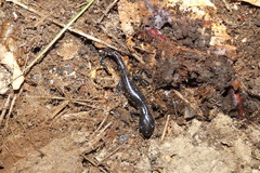 Ambystoma laterale