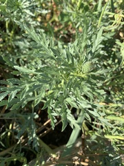 Ambrosia chamissonis