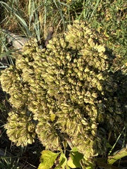 Angelica lucida