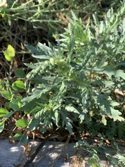 Ambrosia chamissonis