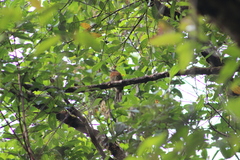 Malacoptila mystacalis