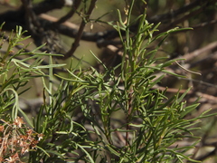 Acanthostyles buniifolius