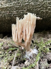 Ramaria stricta