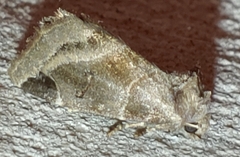 Plagiomimicus pityochromus