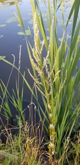 Angiospermae