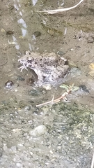 Fejervarya kawamurai