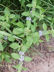 Mentha arvensis