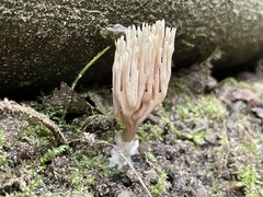Ramaria stricta